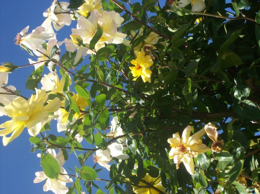  - 0  contact    Jud   iasi