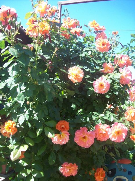  - 0  contact    Jud   iasi