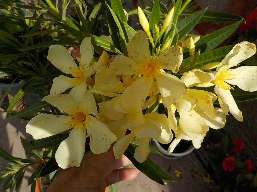  - maria gambeta nr 25