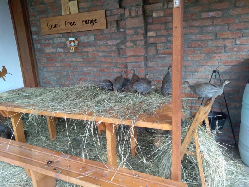 mici si rai - FREE RANGE