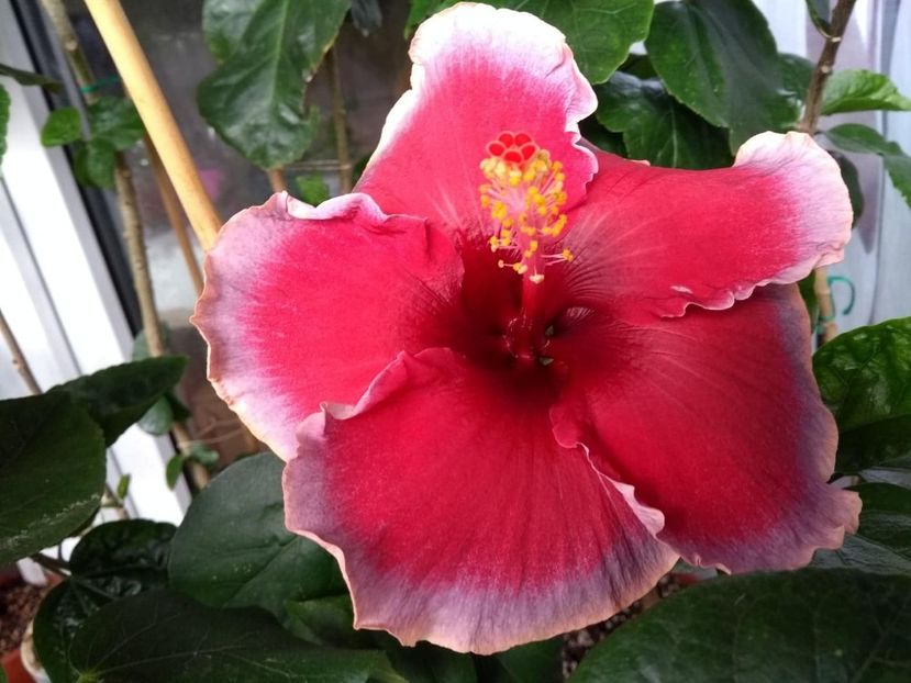  - Indian Divine Grace