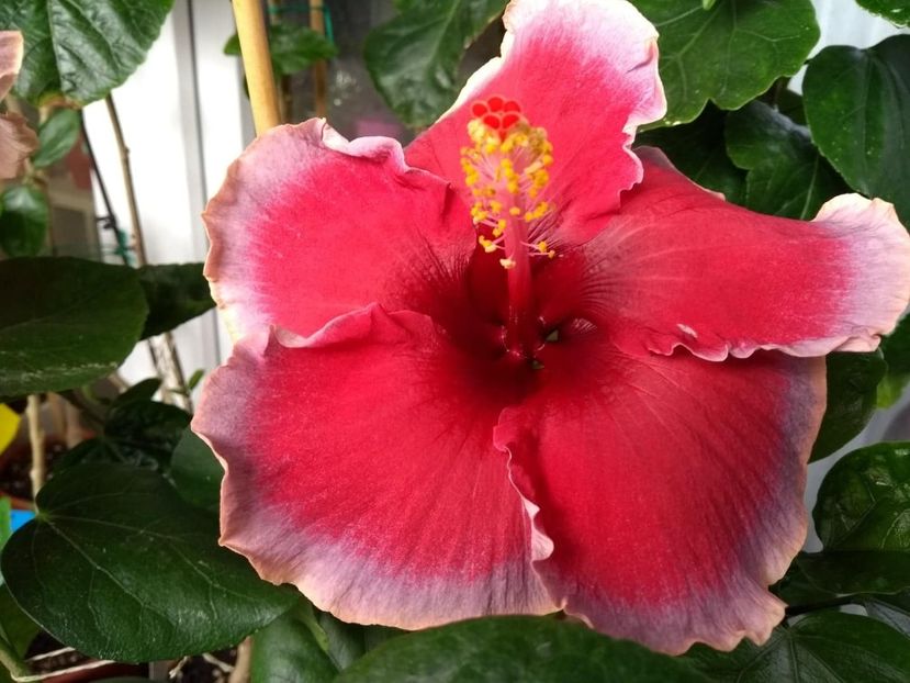  - Indian Divine Grace