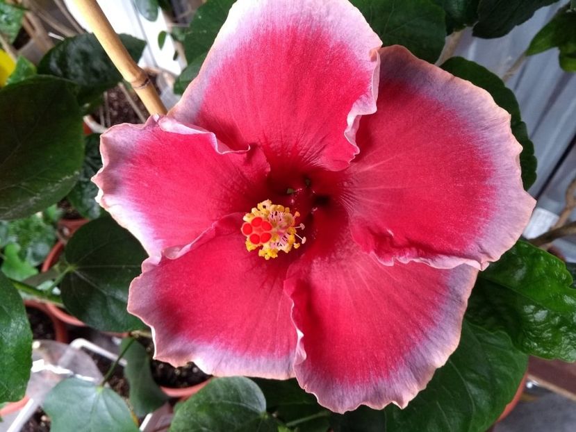  - Indian Divine Grace