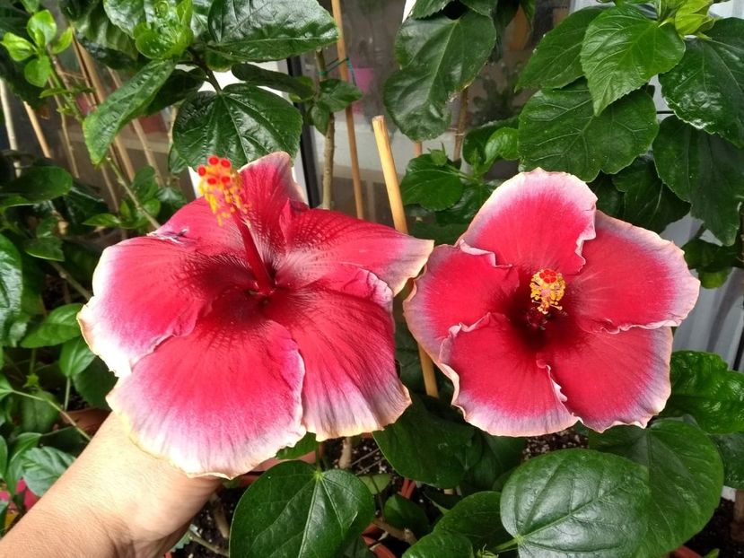  - Indian Divine Grace