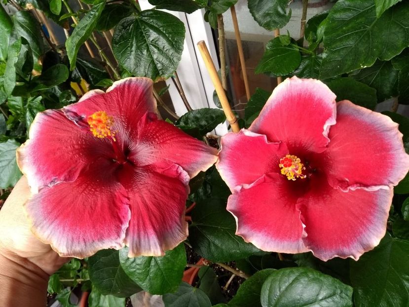  - Indian Divine Grace