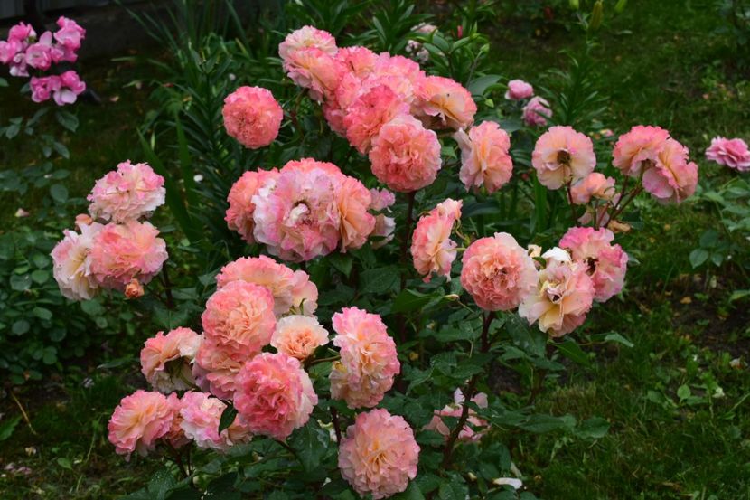 Harnic ,rezistent, pafumat - Augusta Louise