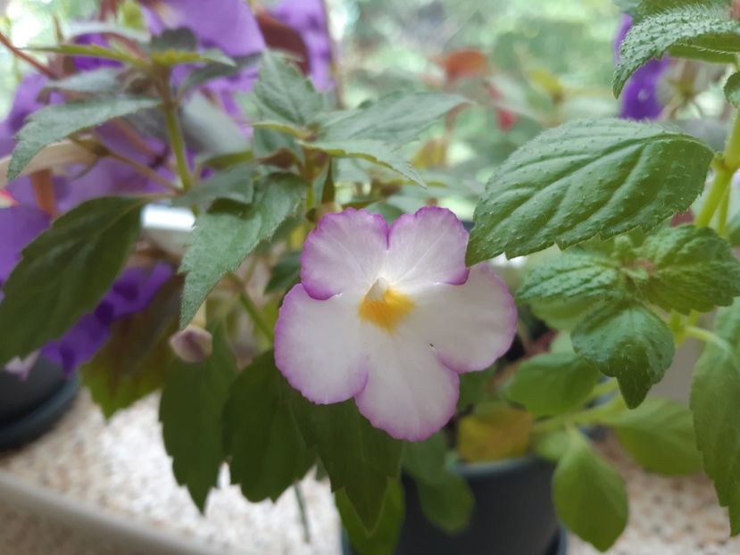 Daisy boo - Achimenes
