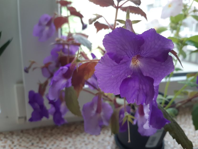 Purple king - Achimenes