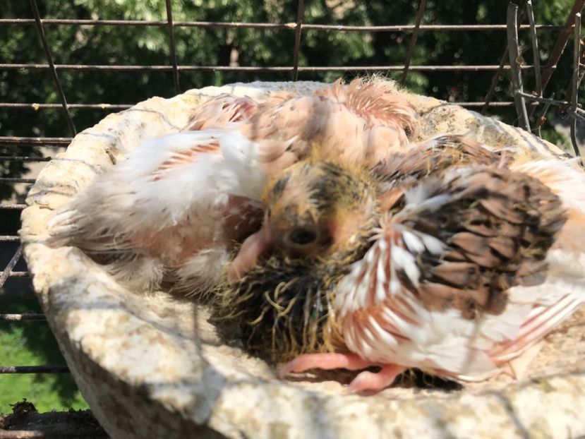 75F26FC5-A31A-414D-AB8F-374BB485F68C - Pui Zburator Beograd