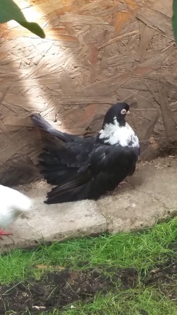 Gulerata 2013 - Negri trenati de bucuresti - negri turci