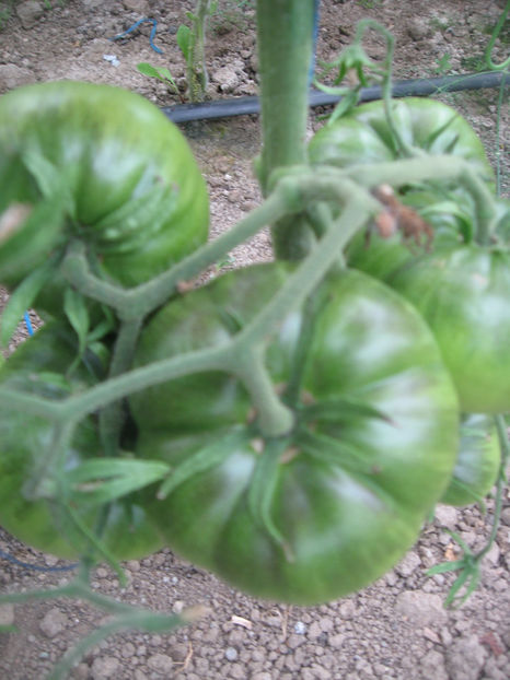 Negre de Crimeea - Iunie2018