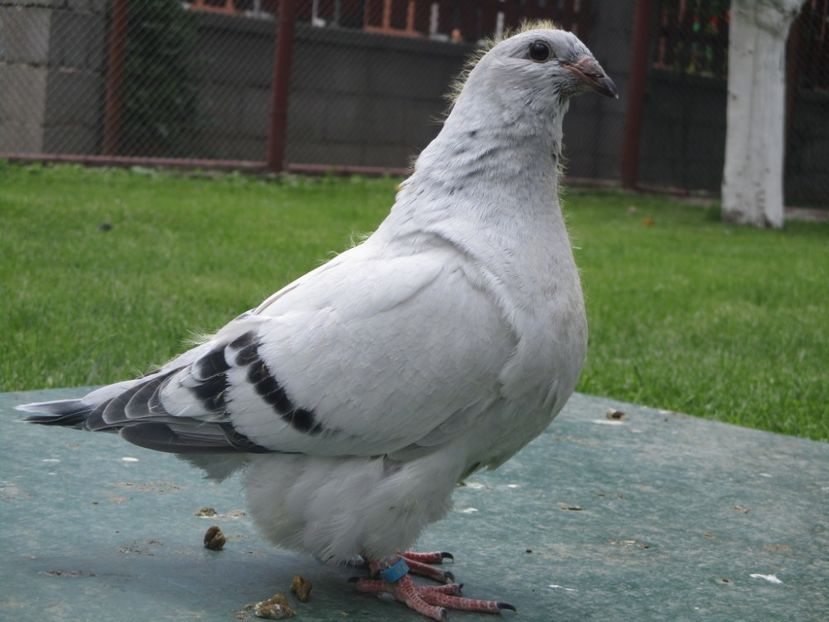 03538-18 - Tineret 2018