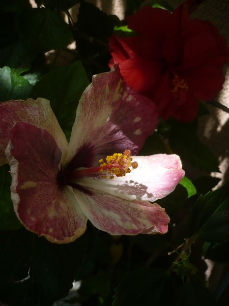 24.06.2018 - HIBISCUSI 2018-2