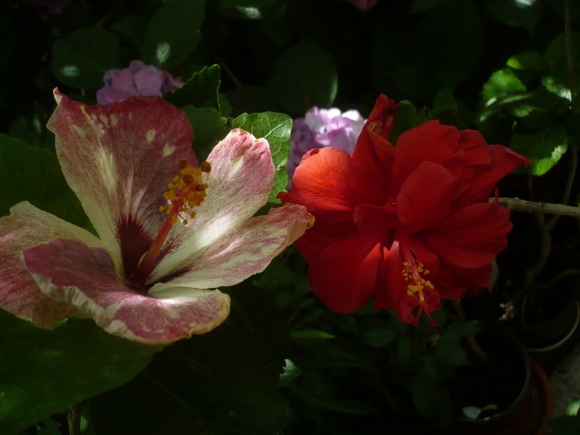 P1380314 - HIBISCUSI 2018-2