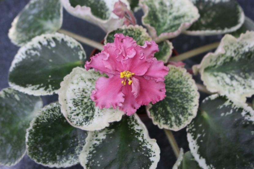 Sikarnyj Mak - Sikarnyj Mak