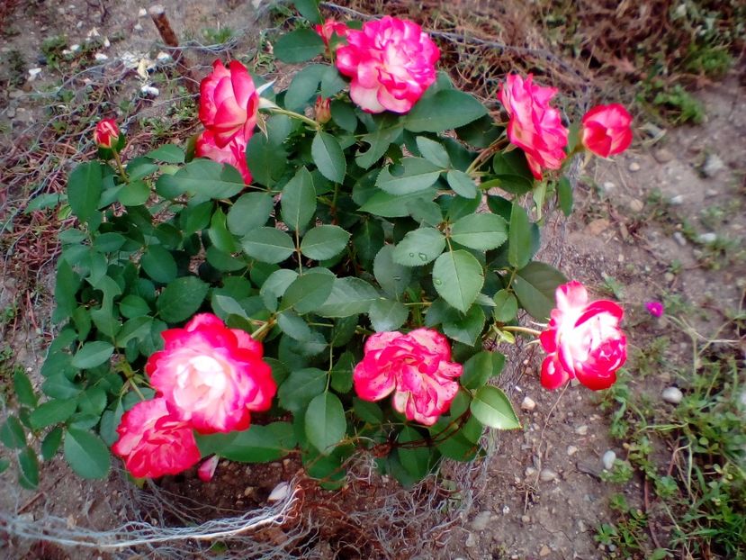 24 06 2018 - Jubilé du Prince de Monaco