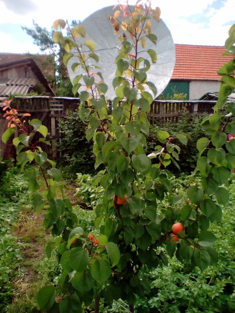 Cais Goldrich an 2 - z1 Alte poze