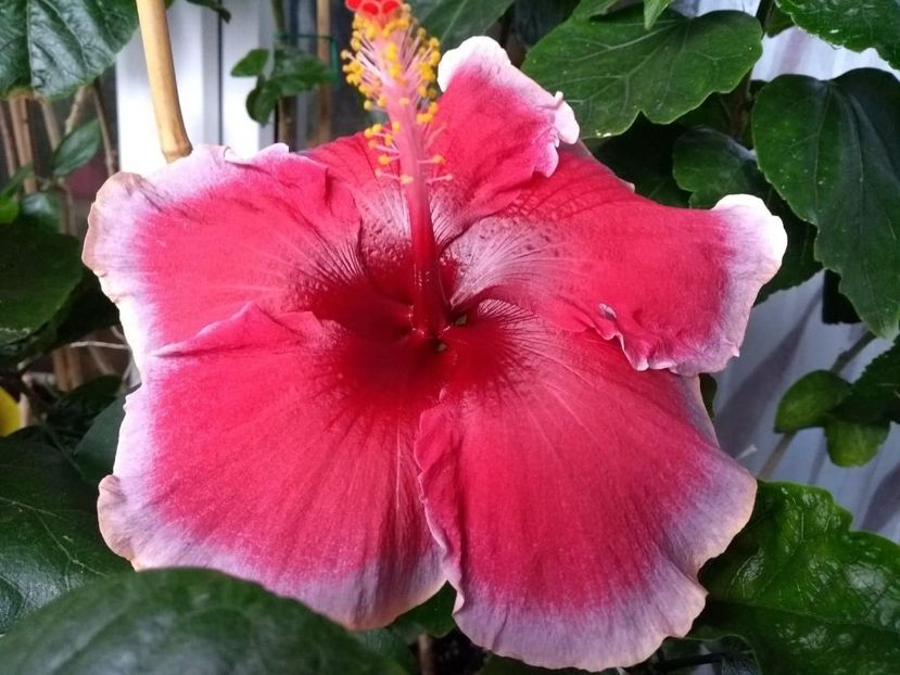  - Indian Divine Grace