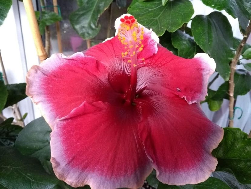  - Indian Divine Grace