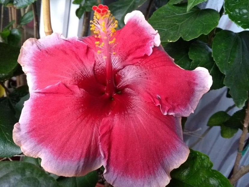  - Indian Divine Grace