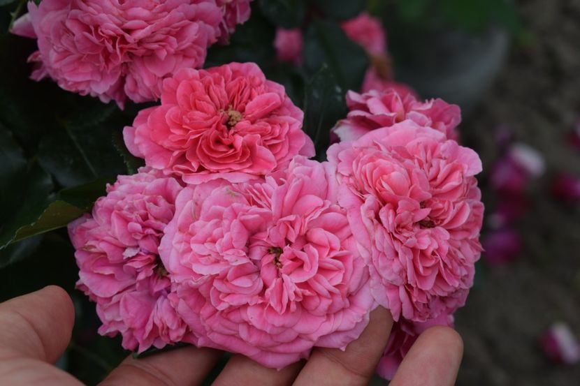  - Les Quatre Saisones