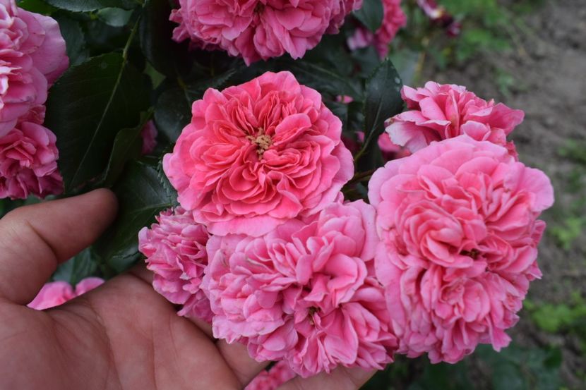 O nebunie - Les Quatre Saisones