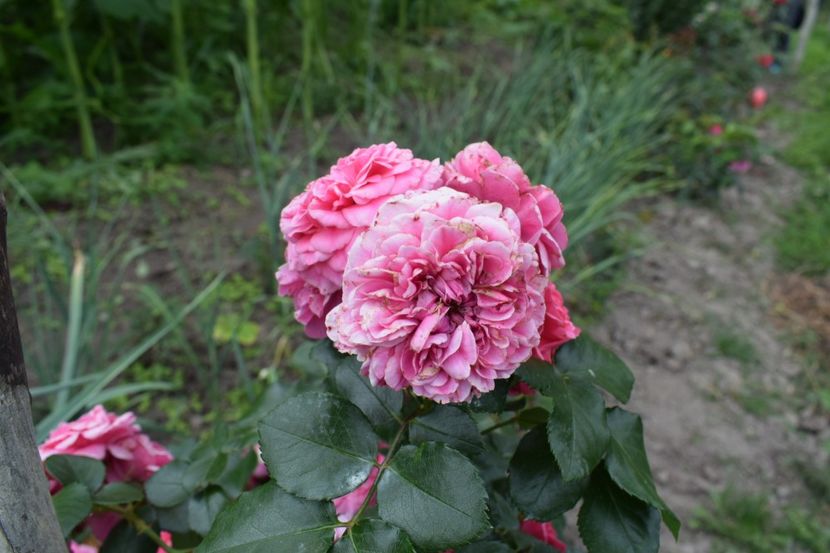  - Les Quatre Saisones