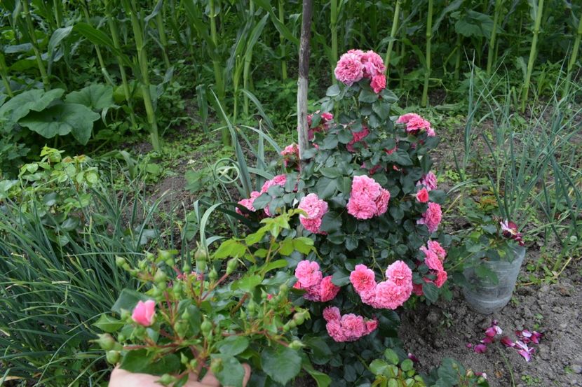  - Les Quatre Saisones