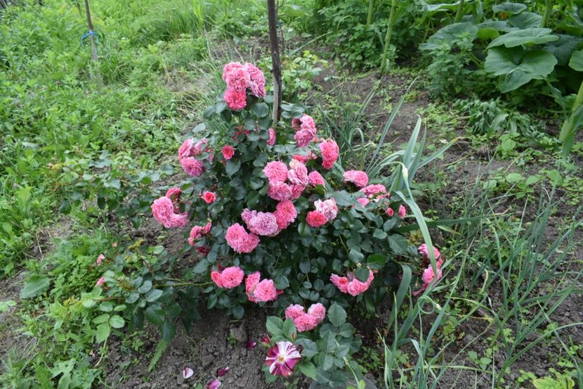  - Les Quatre Saisones