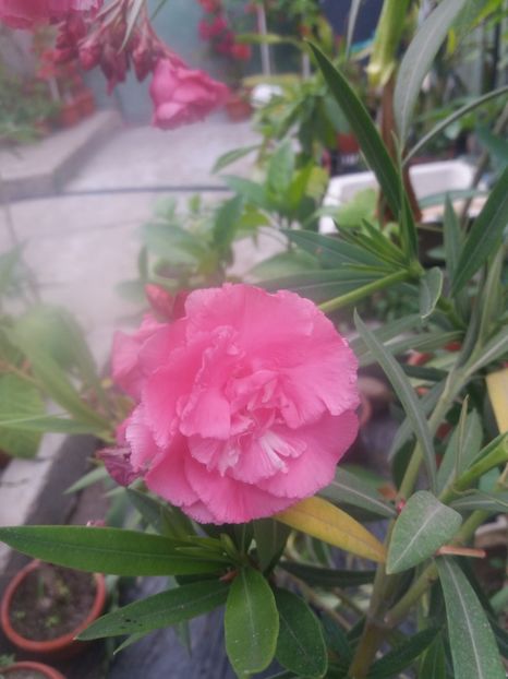 Roz batut floare mare - A62 LEANDRU