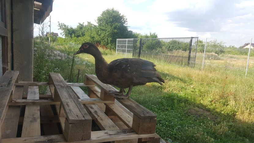  - Bomboane asortate 2018