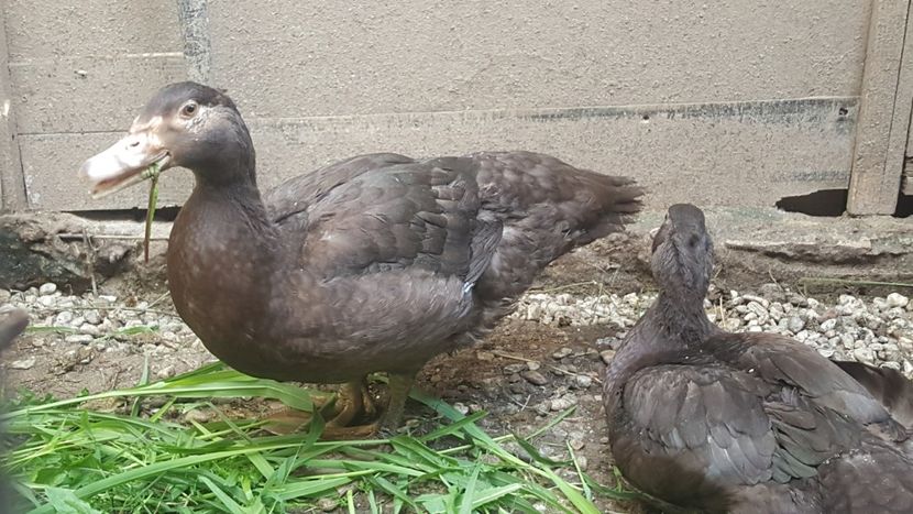  - Bomboane asortate 2018