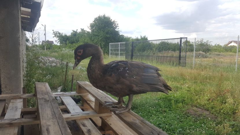  - Bomboane asortate 2018