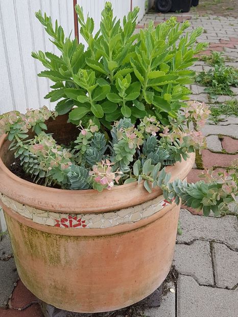 Euphorbia myrsinites si sedum amber red - Suculente de exterior 2018-2021