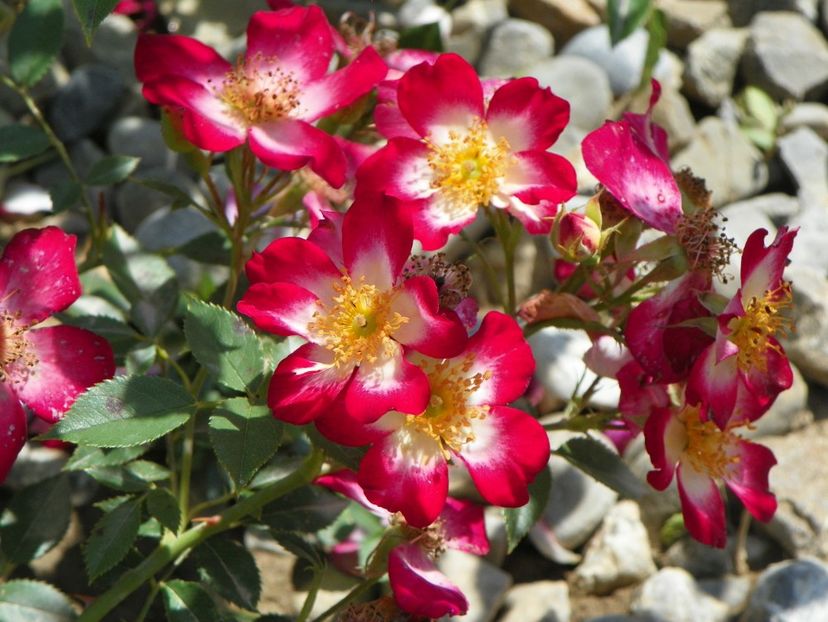 Star Profusion - Trandafiri 2018 3