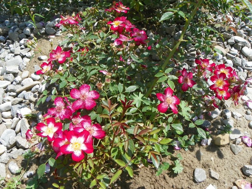 Star Profusion - Trandafiri 2018 3