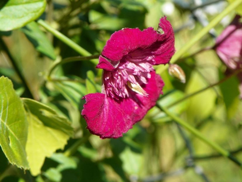 clematis Avantgarde - Dobarland 2018 2