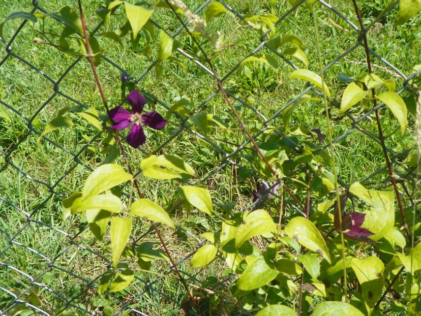 clematis Mikelite - Dobarland 2018 2