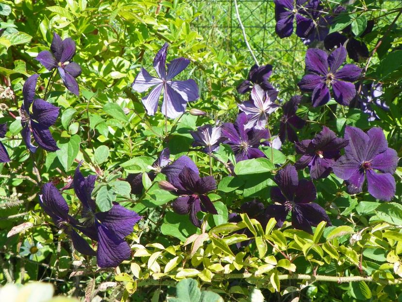 clematis Negritjanka - Dobarland 2018 2