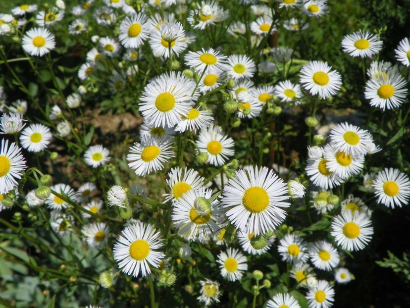 erigeron annuus - Dobarland 2018 2