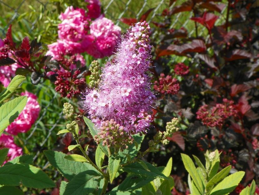 spiraea billardii Triumphans - Dobarland 2018 2