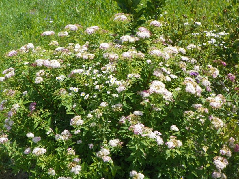 spiraea Genpei - Dobarland 2018 2