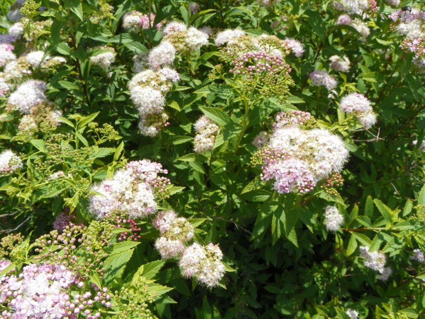 spiraea Genpei - Dobarland 2018 2