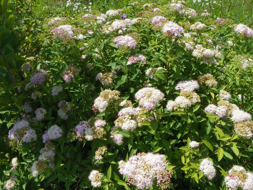 spiraea Genpei - Dobarland 2018 3