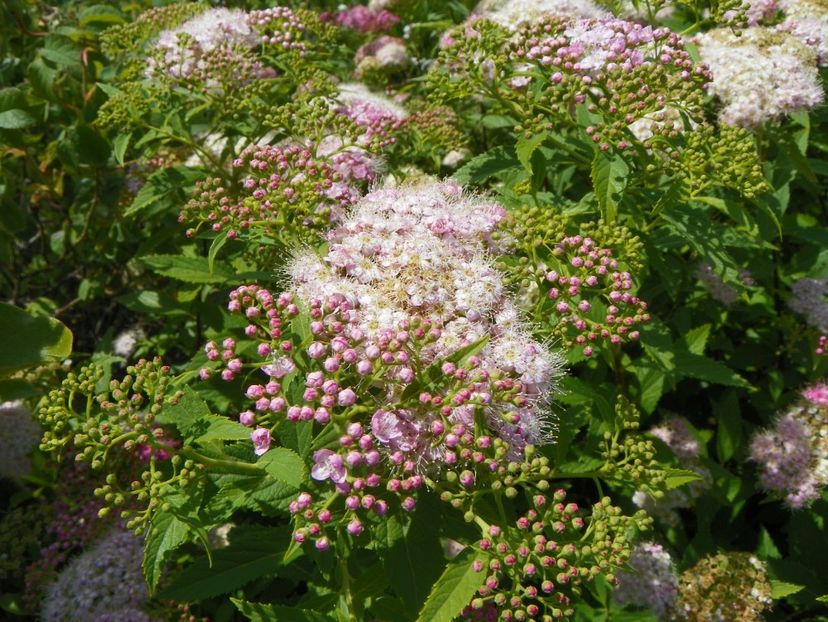 spiraea Genpei - Dobarland 2018 3