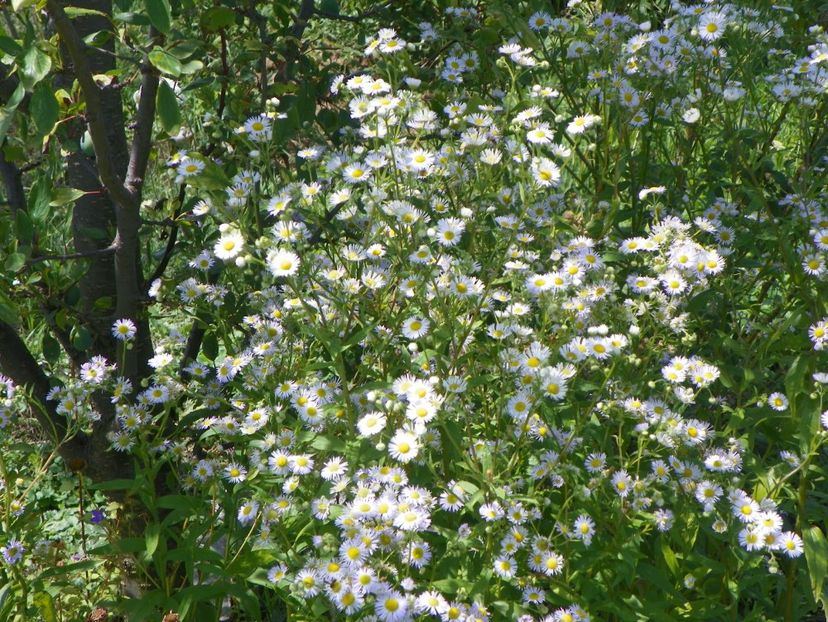 erigeron annuus - Dobarland 2018 3