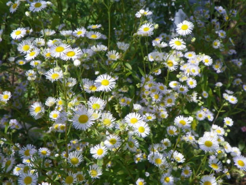 erigeron annuus - Dobarland 2018 3