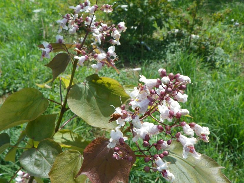 catalpa purpurea - Dobarland 2018 3