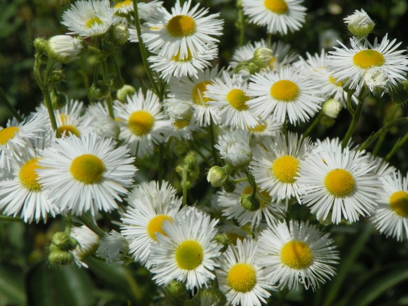 erigeron annuus - Dobarland 2018 3