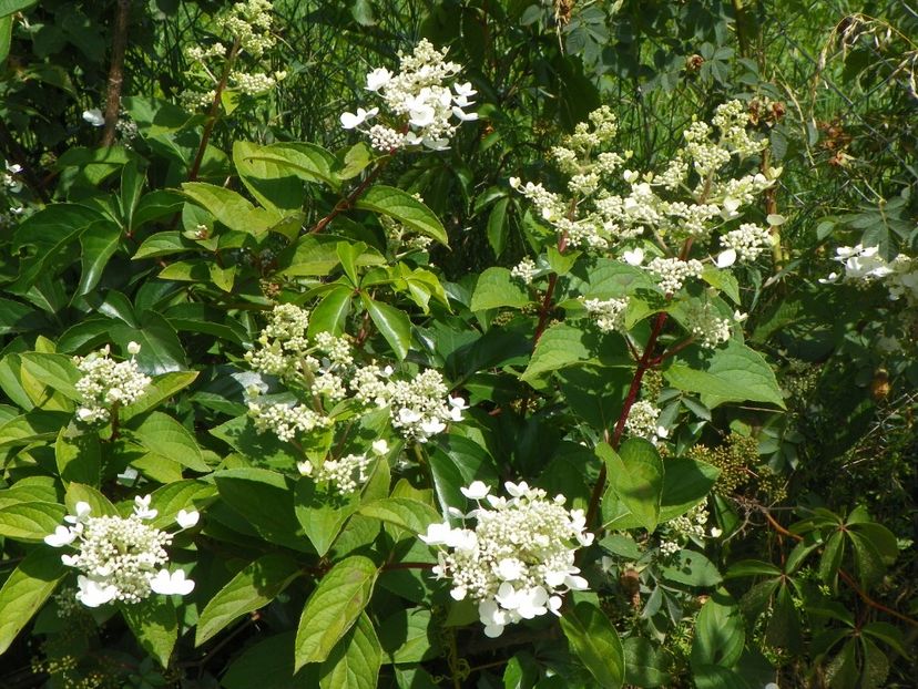 hydrangea paniculata Wim's Red - Dobarland 2018 3